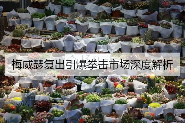 梅威瑟复出引爆拳击市场深度解析